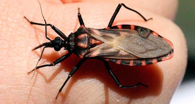 kissing-bug