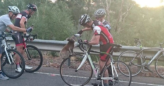 Parched Koala Desperate For Water Gets Help From Cyclists
