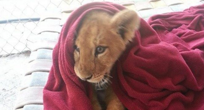 Rescued Lion Loves Snuggling With His Blanket
