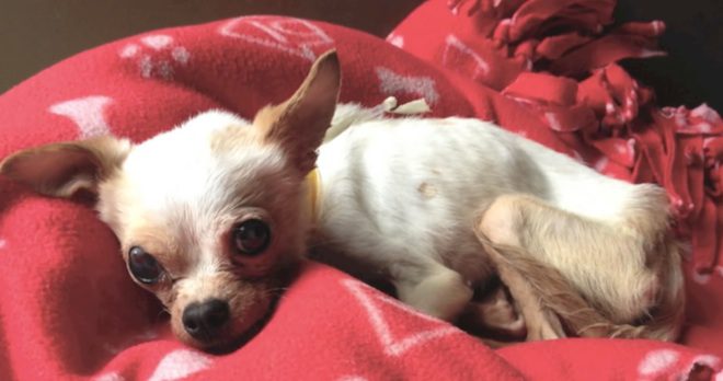 Tiny Stray Dog Too Sick To Even Sit Up Refuses To Give Up