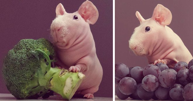 ludwik the guinea pig