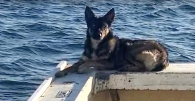 Owner Reunites with Dog Who Was Lost at Sea For Over A Month