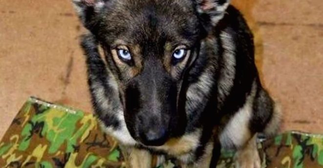 luna-dog
