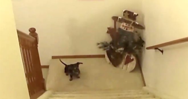 dachshund climbs stairs