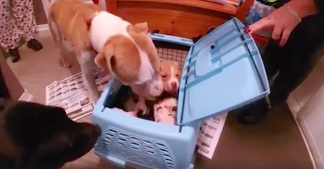 mama dog reunites with puppies