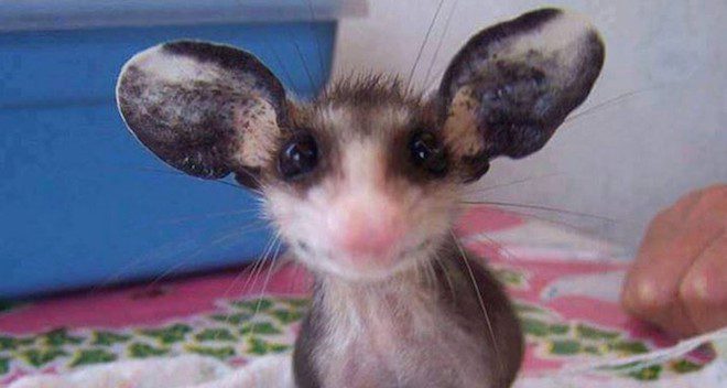 baby opposum