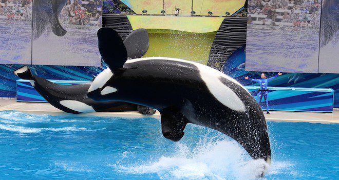 orcas