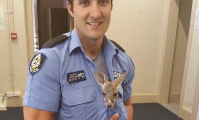 Cop Becomes ‘Mom’ To Orphaned Baby Kangaroo After Rescuing Him