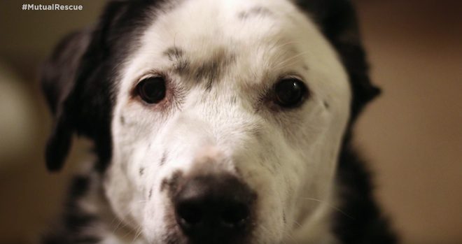 Obese Man Adopts Overweight Dog And Changes Both Their Lives Forever