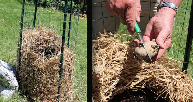 How To Grow Potatoes In A Straw Nest Tower