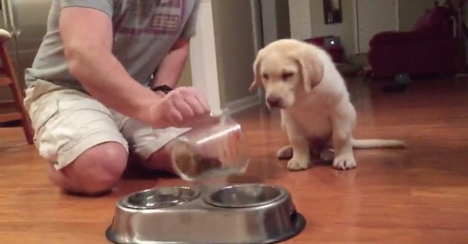 Adorable Puppy Has The Best Table Manners Thanks To His Dad