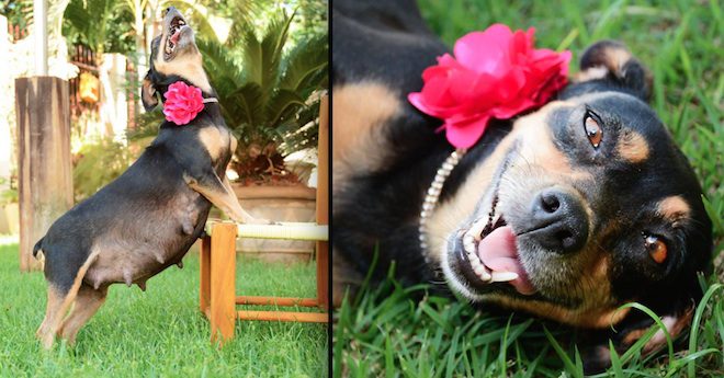 Pregnant Dog Poses Proudly For Her Maternity Photo Shoot