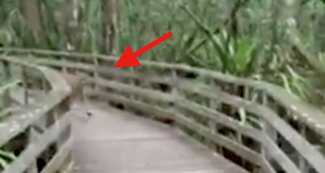Florida panther