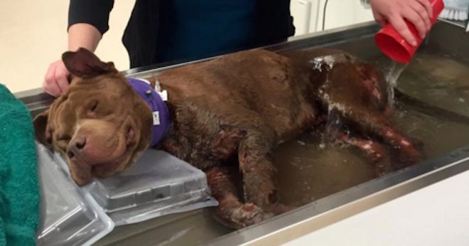 Severely Injured Dog Rescued From Fighting Gets His First Warm Bath
