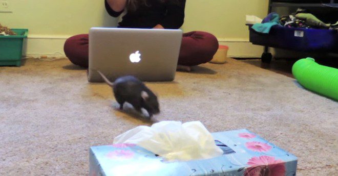 Rat Runs And Gets Tissue When He Hears His Guardian Sneezing