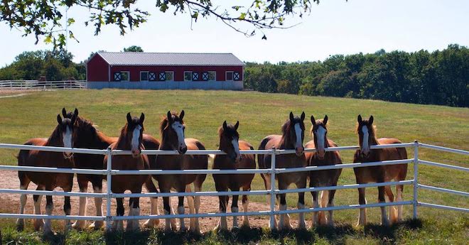 clydesdales