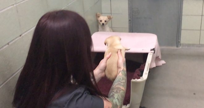 Worried Mama Dog At Shelter Refuses To Leave Corner Until She Reunites With Her Puppies