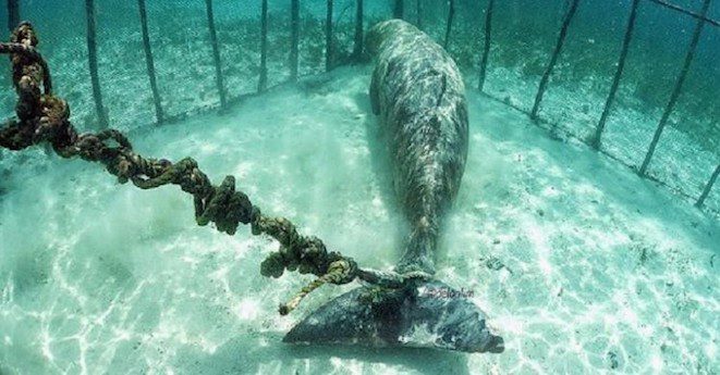 trapped dugong
