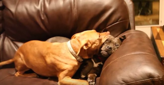 8 Heartwarming Reasons Why You Should Adopt A Senior Dog