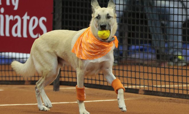 Shelter Dogs Serve As Ball Boys At Brazil Open Event