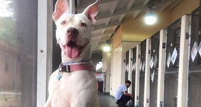 pit bull at shelter