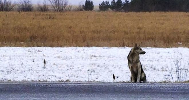 Siberian Dog Loyally Waiting At Spot Where His Owner Died For Over A Year