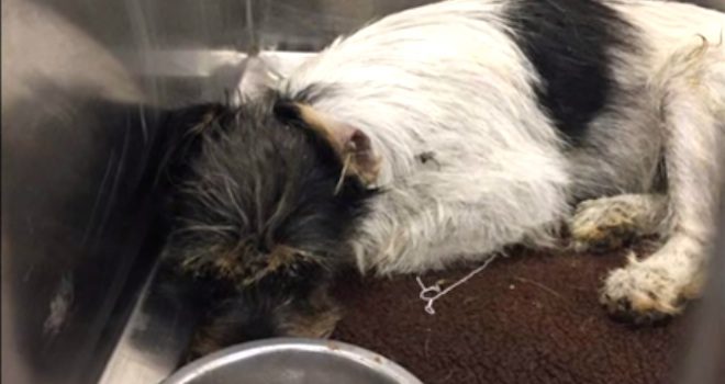 Woman Living 2,000 Miles Away Saves Injured Terrier Hit By Car And Left To Die