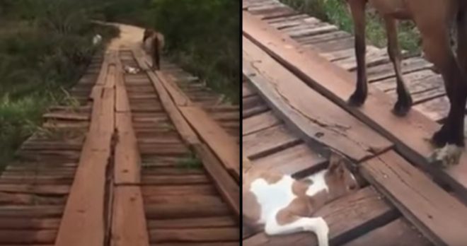 foal stuck in bridge