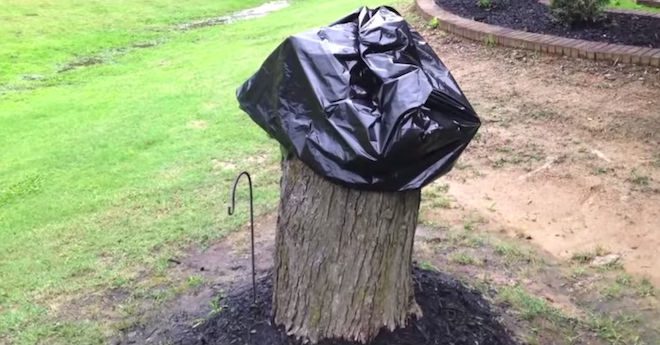 Woman Turns An Ugly Stump Into The Talk Of The Neighborhood