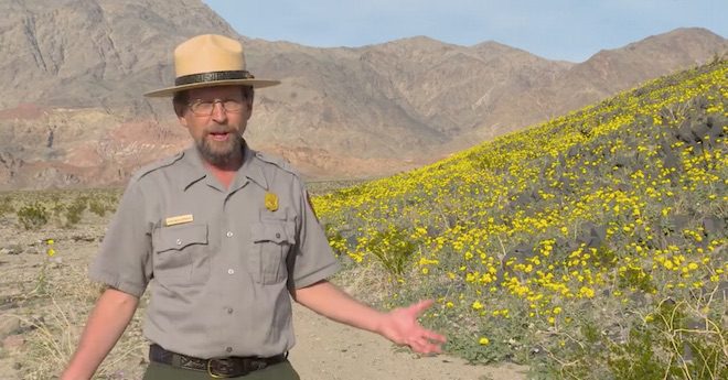 Super Bloom Of Wildflowers In Death Valley A Once In A Decade Experience