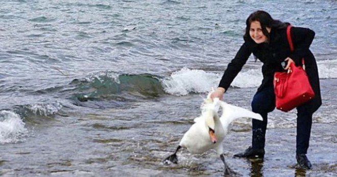 Swan The Latest Victim Of Selfie-Obsessed Tourist