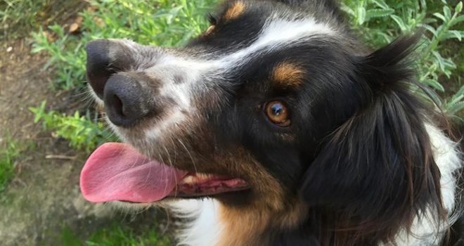 Dog With Two Noses Was Facing Euthanasia Until He Found A Family Who Loves Him Just The Way He Is