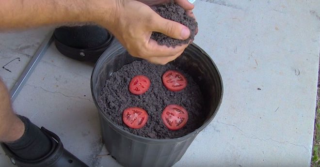Man Puts 4 Tomato Slices On A Bucket Of Dirt, 12 Days Later Seedlings Appear