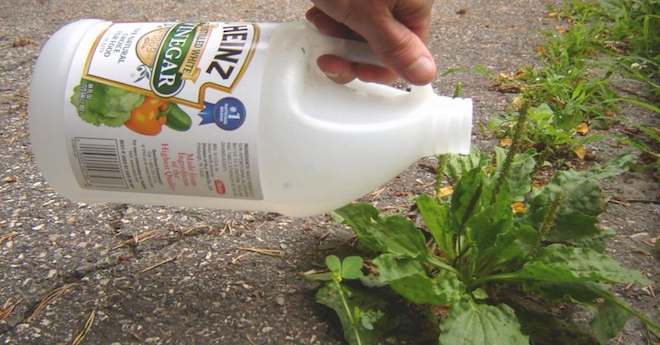 11 Awesome Tips For Killing Weeds Naturally