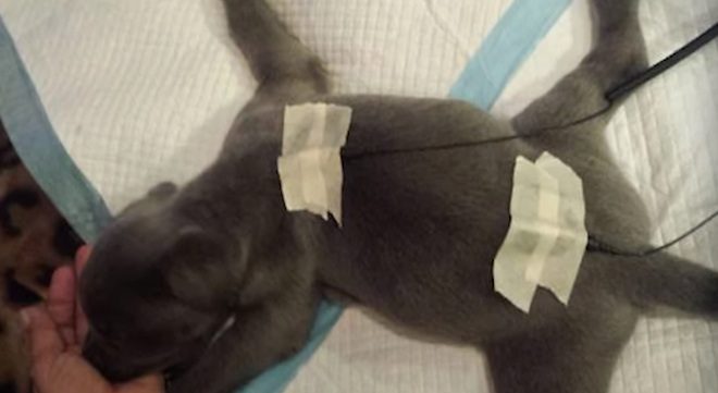 ‘Defective’ Mastiff Puppy About To Be Thrown Out Like Trash Gets Second Chance