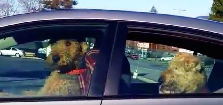 airedales in car