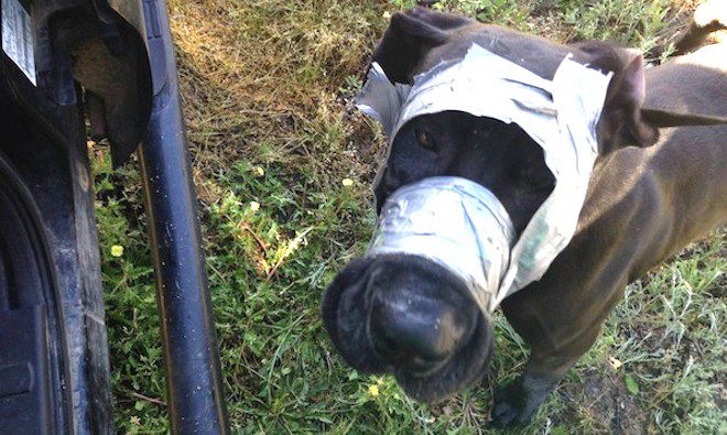 Cops Save Great Dane Wandering With Duct Tape Around Her Head And Mouth