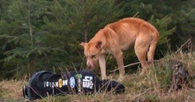 Girl Pretends To Be Hurt To Rescue A Stray Dog