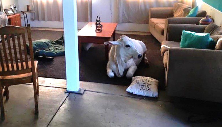 beryl the brahman