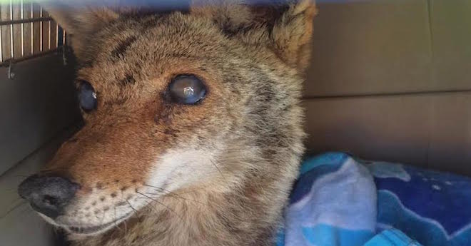 blind coyote