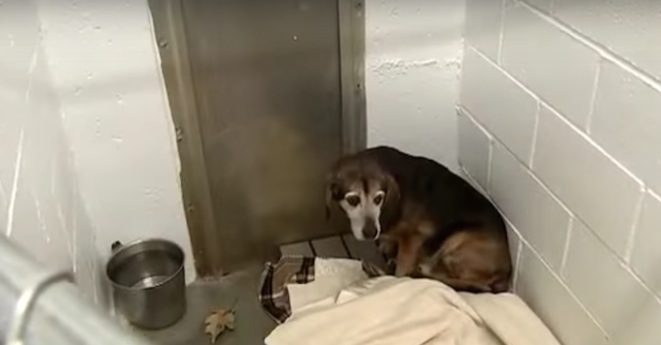 Lost Dog Living On The Streets For 2 Years Reacts To Hearing His Human’s Voice Again