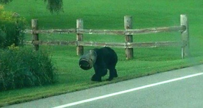 bucket bear rescue
