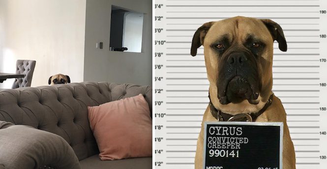 Adorably ‘Creepy’ Bullmastiff Never Lets His Human Out Of His Sight