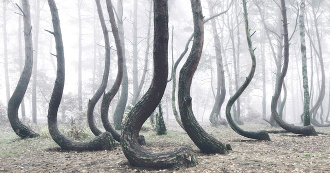 Crooked Trees Make Up One Of The Most Magical Forests In The World