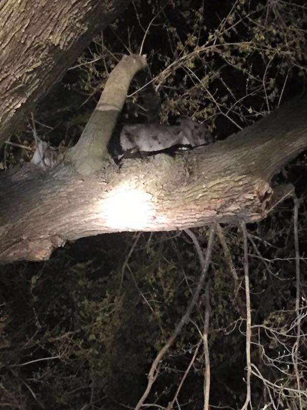 dane-in-tree-1