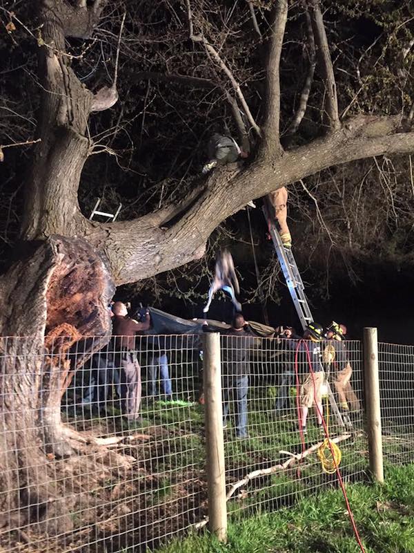 dane-in-tree-2
