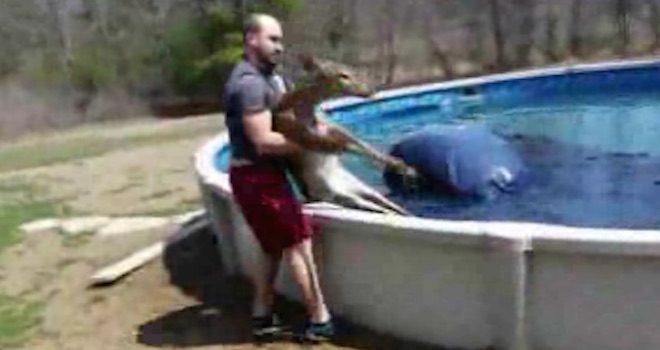 Couple Rescues A Young Deer After It Falls Into Their Pool