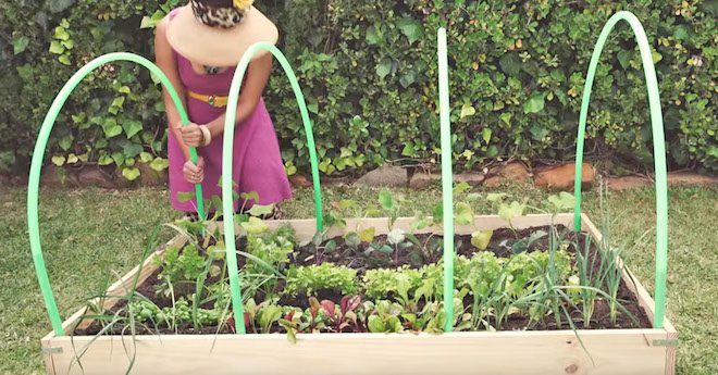 diy greenhouse