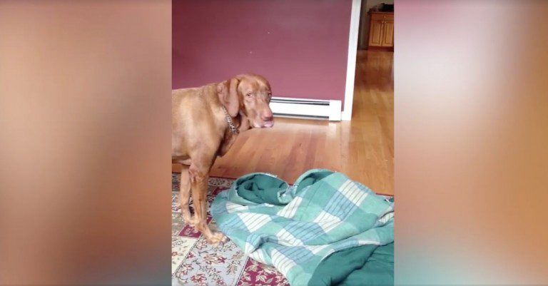 dog and blanket