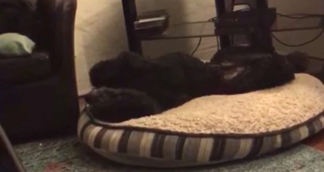 Dog Takes His Nightly Routine Very Seriously
